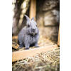 Cute baby rabbits in a farm