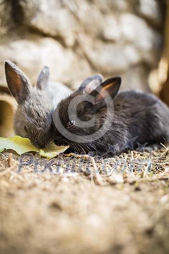 Cute baby rabbits in a farm Cute baby rabbits in a farm