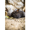 Cute baby rabbits in a farm