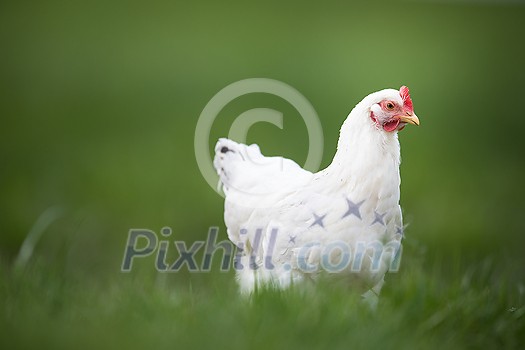 Hen in a farmyard (Gallus gallus domesticus)