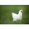 Hen in a farmyard (Gallus gallus domesticus)