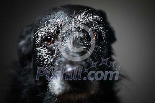 Portrait of a black dog against a black backdrop in a studio Portrait of a black dog against a black backdrop in a studio
