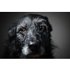 Portrait of a black dog against a black backdrop in a studio