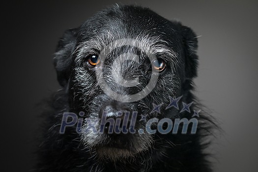 Portrait of a black dog against a black backdrop in a studio Portrait of a black dog against a black backdrop in a studio