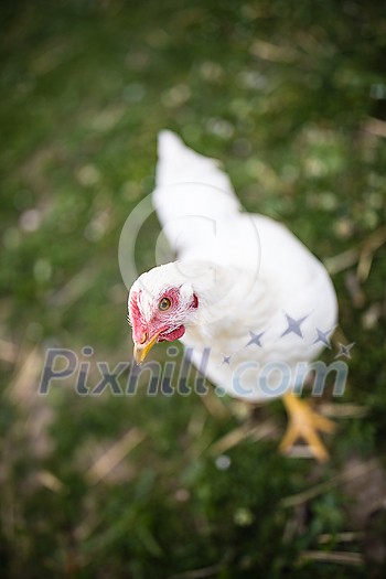 Hen in a farmyard (Gallus gallus domesticus) Hen in a farmyard (Gallus gallus domesticus)
