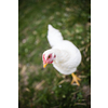 Hen in a farmyard (Gallus gallus domesticus)