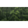 Rain falling from the sky, bringint the very needed humidity to the nature