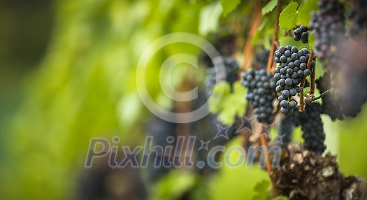 Ripe grapes on vine growing in vineyard at sunset time, selective focus, copy space. Vineyards grape at sunset in autumn harvest. Ripe red wine grapes. Ripe grapes on vine growing in vineyard at sunset time, selective focus, copy space. Vineyards grape at sunset in autumn harvest. Ripe red wine grapes.