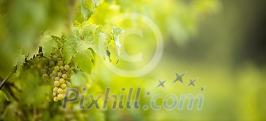 Ripe grapes on vine growing in vineyard at sunset time, selective focus, copy space. Vineyards grape at sunset in autumn harvest. Ripe white wine grapes. Ripe grapes on vine growing in vineyard at sunset time, selective focus, copy space. Vineyards grape at sunset in autumn harvest. Ripe white wine grapes.