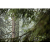 Magical forest with morning sun piercing through fog - dreamy, misty landscape photo