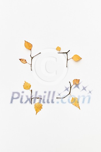 Autumnal composition with twigs and yellow leaves isolated on white, flatlay