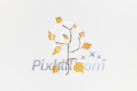 Autumnal composition with twigs and yellow leaves in shape of branch isolated on white, flatlay Autumnal composition with twigs and yellow leaves in shape of branch isolated on white, flatlay