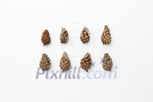Flatlay of cones in rows isolated on white, autumnal concept Flatlay of cones in rows isolated on white, autumnal concept