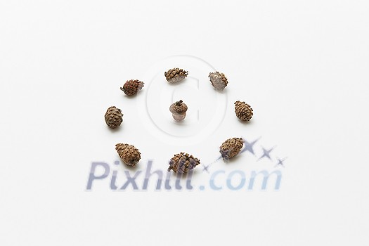 Acorn in circle of cones isolated on white, autumnal concept Acorn in circle of cones isolated on white, autumnal concept