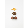 Cone, acorns and dried yellow autumnal leaf isolated on white, top view