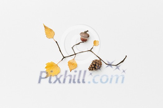 Autumnal composition with cone, acorn, twigs and yellow leaves isolated on white, top view Autumnal composition with cone, acorn, twigs and yellow leaves isolated on white, top view