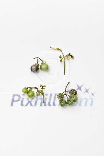 Black nightshade berries and plant flowers isolated on white, flatlay