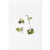 Black nightshade berries and plant flowers isolated on white, flatlay