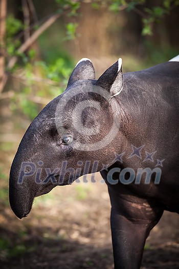 Malayan Tapir, also called Asian Tapir (Tapirus indicus) Malayan Tapir, also called Asian Tapir (Tapirus indicus)