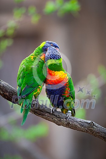 A pair of Rainbow Lorikeets fighting/playing/teasing each other on a tree branch (Trichoglossus haematodus) A pair of Rainbow Lorikeets fighting/playing/teasing each other on a tree branch (Trichoglossus haematodus)