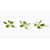 Fresh salvia leaves set from three fresh green twigs of tender spring salvia plant on a light grey background with copy space.