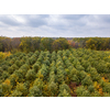 Aerial panoramic landscape from the drone above forest area from young trees with yellow and green leaves on a background of cloudy grey sky.