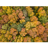 Aerial fall panoramic landscape from the drone above forest area from colorful trees with yellow and green leaves. Top aerial view.