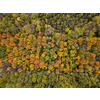 Top aerial view of the autumn panoramic landscape from the drone above forest area from colorful trees with yellow and green leaves.