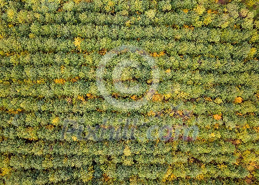 Aerial autumn landscape with plantation areas of young trees with yellow and green fall leaves. Top aerial view from the drone. Aerial autumn landscape with plantation areas of young trees with yellow and green fall leaves. Top aerial view from the drone.