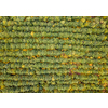 Aerial autumn landscape with plantation areas of young trees with yellow and green fall leaves. Top aerial view from the drone.