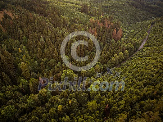 Aerial view of vast forests Aerial view of vast forests