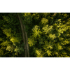 Aerial view of vast forests