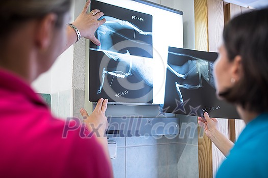 Two female vet doctors looking at x-ray photos of an injured cat Two female vet doctors looking at x-ray photos of an injured cat