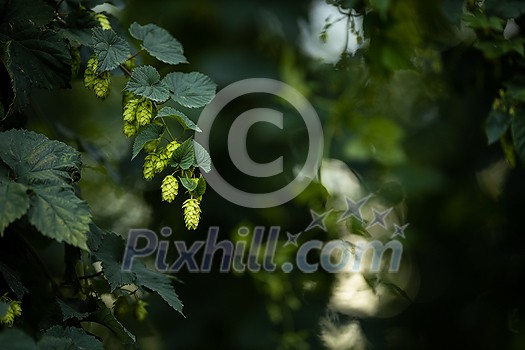 Hops being grown on a field - necessary ingredient for beer brewing Hops being grown on a field - necessary ingredient for beer brewing