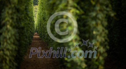 Hops being grown on a field - necessary ingredient for beer brewing Hops being grown on a field - necessary ingredient for beer brewing