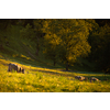 Cows going home from pasture at the close of the day - Regenerative farming concept/Grass fed beef