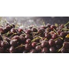 Close-up berry blurred cherry background with sunlight and beautiful bokeh. Water droplets glow on ripe berries. A sunbeam illuminates the red ripe cherries. Slow motion video in 4k. Soft focus.