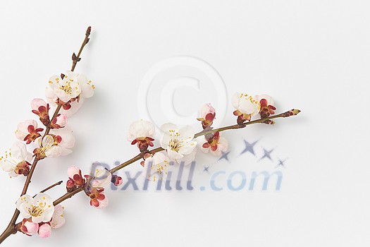 Congratulation corner frame with tender pink blooming apricot branches on a white background, copy space. Greeting spring card. Congratulation corner frame with tender pink blooming apricot branches on a white background, copy space. Greeting spring card.