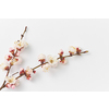 Congratulation corner frame with tender pink blooming apricot branches on a white background, copy space. Greeting spring card.