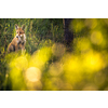 Red fox in its natural habitat - wildlife shot