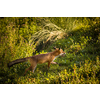 Red fox in its natural habitat - wildlife shot