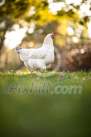Hen in a farmyard (Gallus gallus domesticus) Hen in a farmyard (Gallus gallus domesticus)