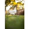 Hen in a farmyard (Gallus gallus domesticus)