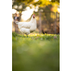 Hen in a farmyard (Gallus gallus domesticus)