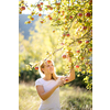 Cute girl picking apples in an orchard having fun harvesting the ripe fruits of her family's labour (color toned image)