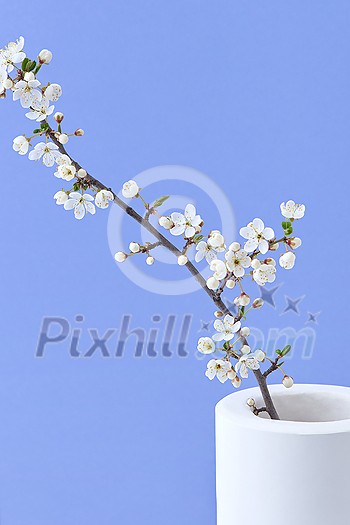 Festive postcard with fresh natural blooming cherry flowers branch in a ceramic vase on a lavender background, copy space. Close-up view. Greeting spring card. Festive postcard with fresh natural blooming cherry flowers branch in a ceramic vase on a lavender background, copy space. Close-up view. Greeting spring card.