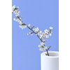 Festive postcard with fresh natural blooming cherry flowers branch in a ceramic vase on a lavender background, copy space. Close-up view. Greeting spring card.