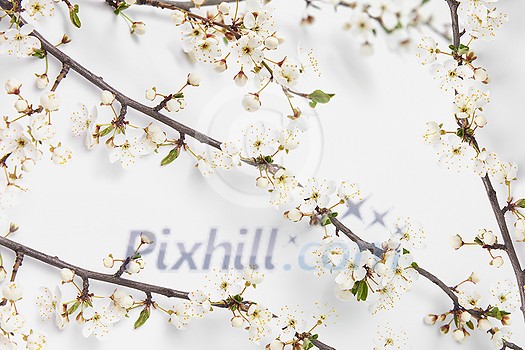 Congratulation card from creative frame with blooming natural branches of tender cherry flowers on a white background, copy space. Congratulation card from creative frame with blooming natural branches of tender cherry flowers on a white background, copy space.