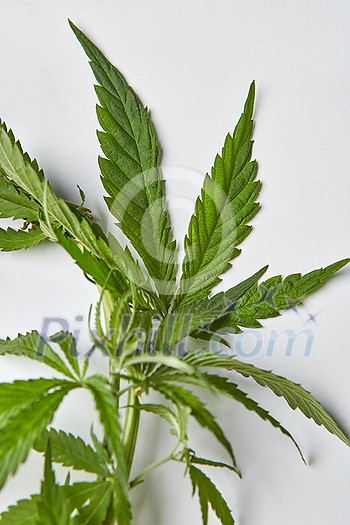 Green natural close-up cannabis leaves on a light grey background with copy space. Concept use of marijuana for medical puposes. Green natural close-up cannabis leaves on a light grey background with copy space. Concept use of marijuana for medical puposes.