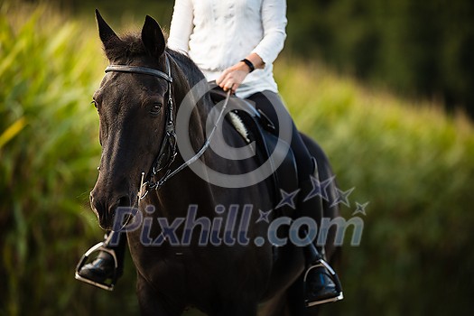 Woman riding a horse. Equestrian sport, leisure horse riding concept Woman riding a horse. Equestrian sport, leisure horse riding concept